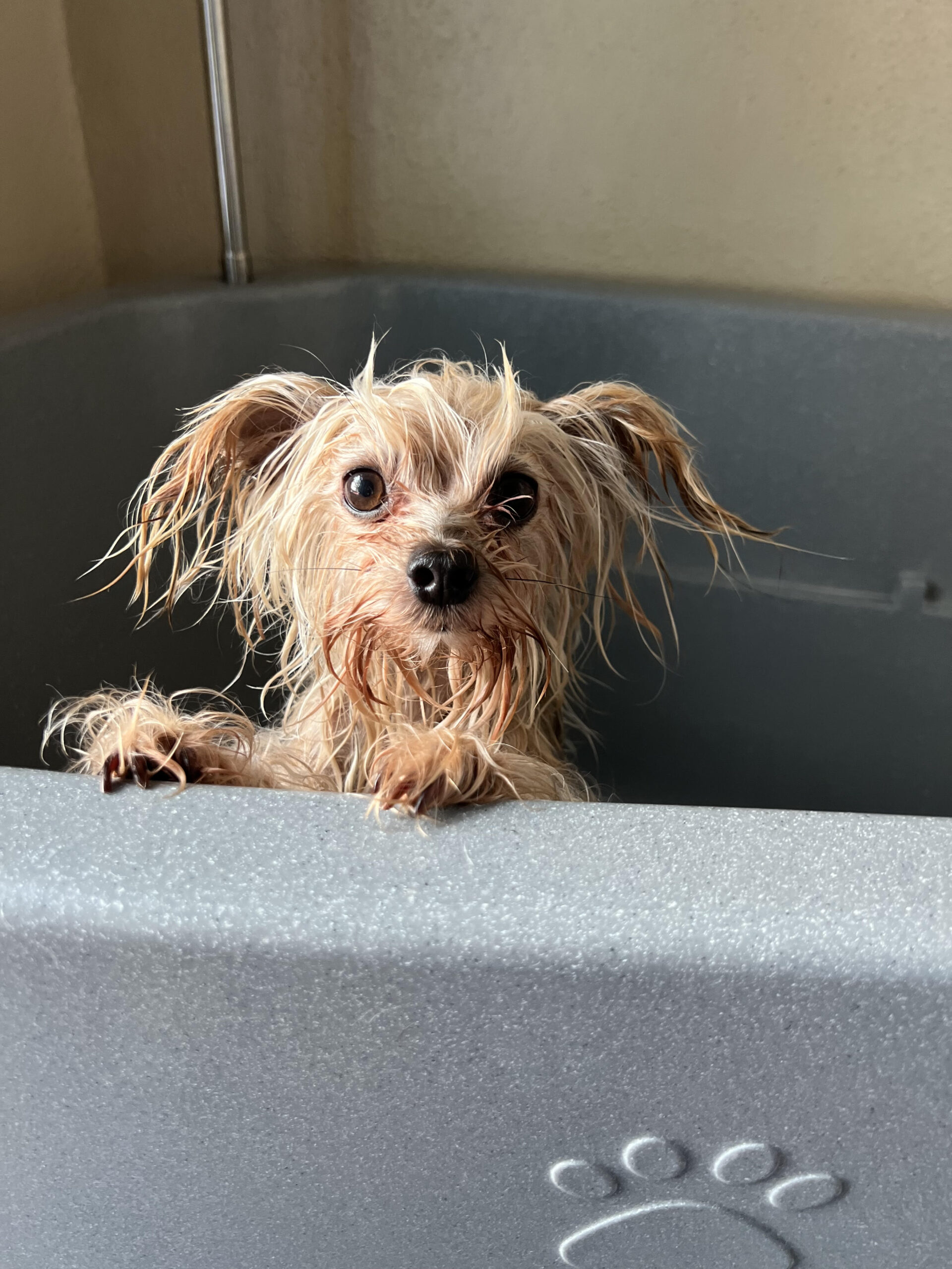 Warum viele Hunde beim Hundefriseur gestresst sind – und was oft übersehen wird