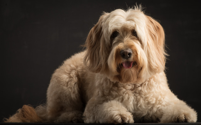 Doodle Fellpflege: Warum Doodles nicht pflegeleicht sind – und wie du den richtigen Hundefriseur findest