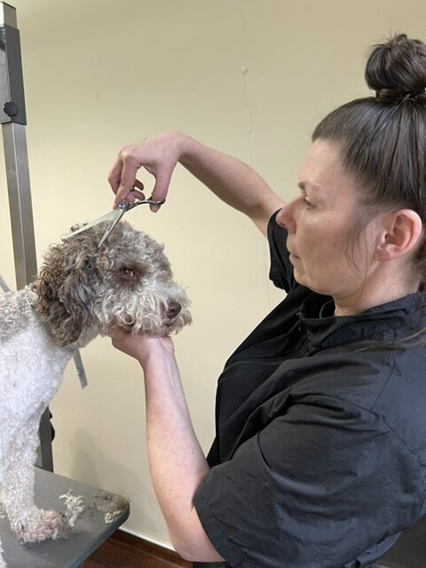 Hundefriseur werden: So viel Theorie wie nötig. So viel Praxis wie möglich.