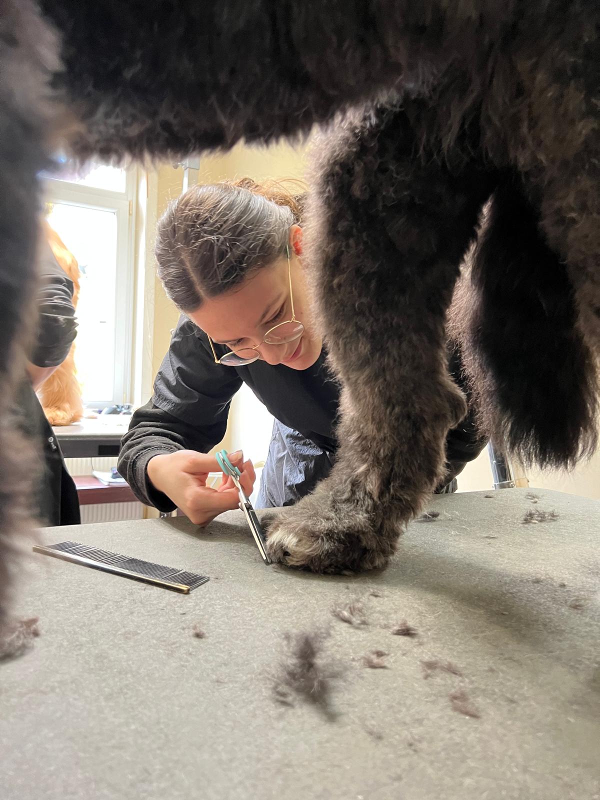 Woran du eine seriöse Hundefriseur-Ausbildung erkennst: an dem, was du danach kannst
