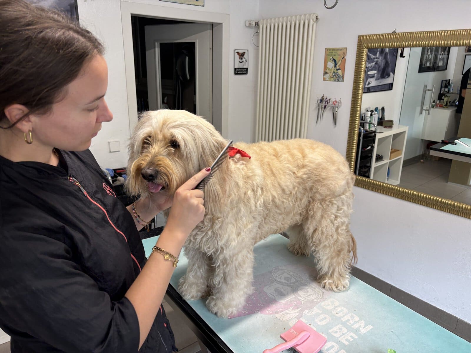Was kostet die Ausbildung zum Hundefriseur? Woran du den Preis misst